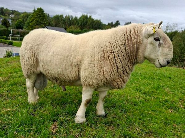 North County Pedigree Cheviot Ram - Main image