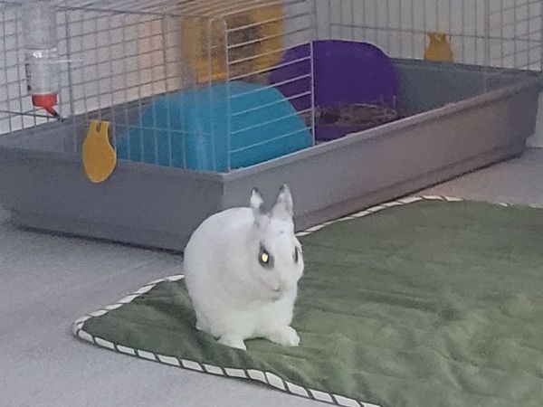 Rabbit and cage - Main image