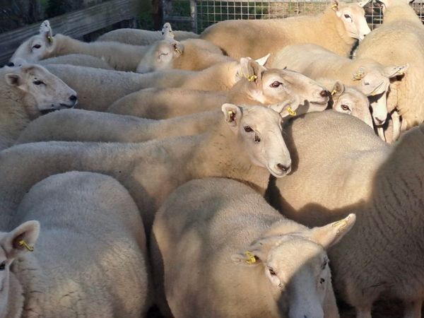 Sheep at Cahir tomorrow - Main image