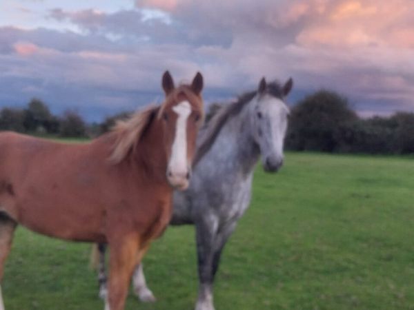 Horses for sale - Main image