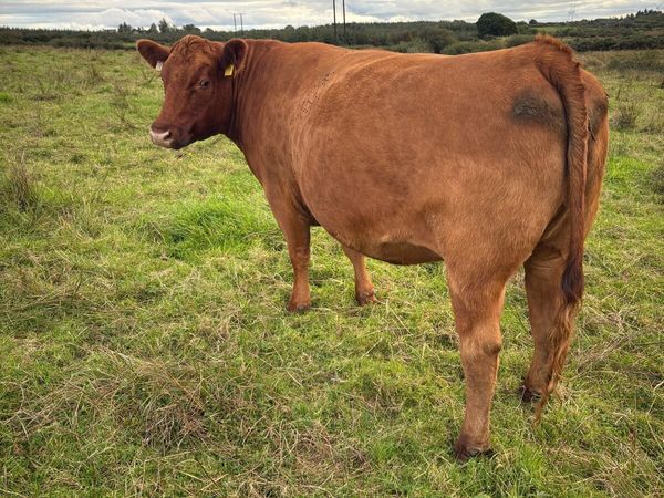 Organic springer heifers - Main image