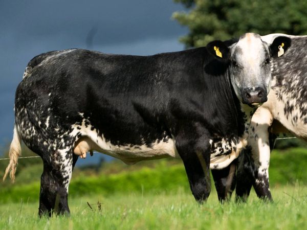🐮Outstanding Selection of Incalf Heifers 16th Oct - Main image