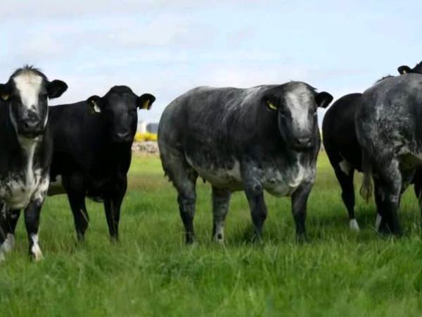 🐮Outstanding Selection of Incalf Heifers 16th Oct - Main image
