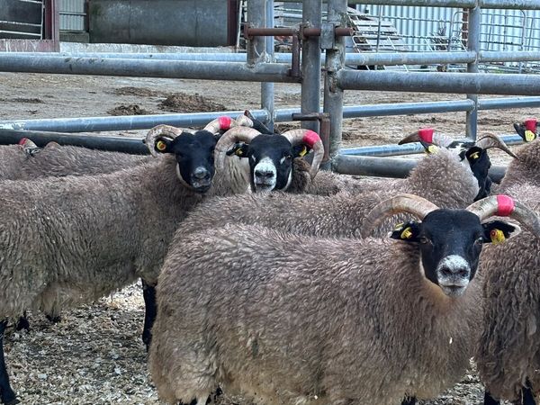 Lanark Ewe Lambs - Main image