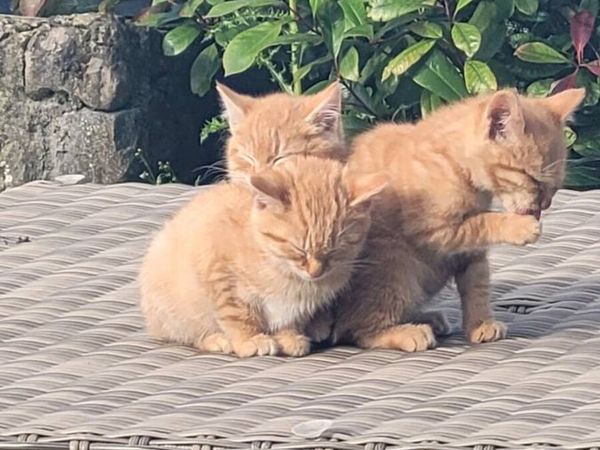 Ginger kittens 😸 - Main image