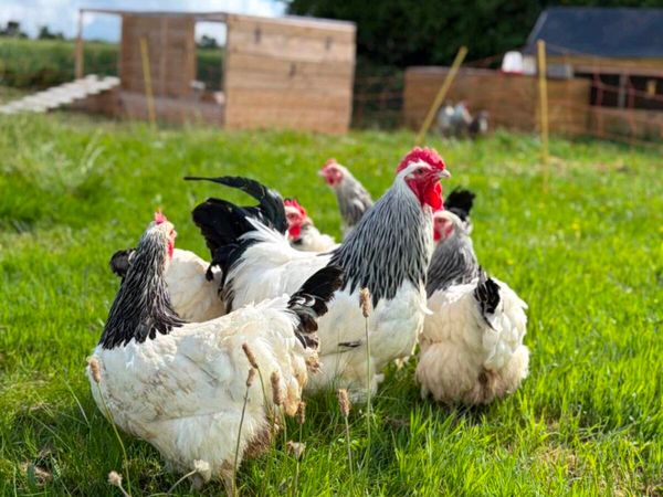 Large selection of poultry available - Main image