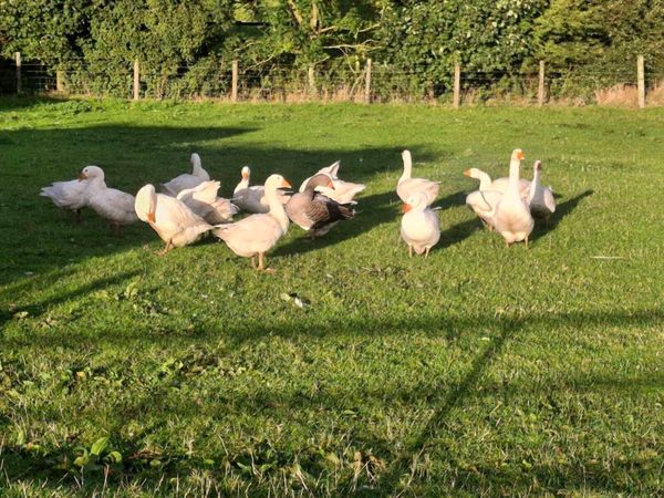 Geese for sale - Main image