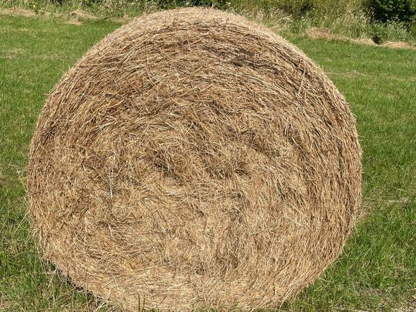 Hay - Main image