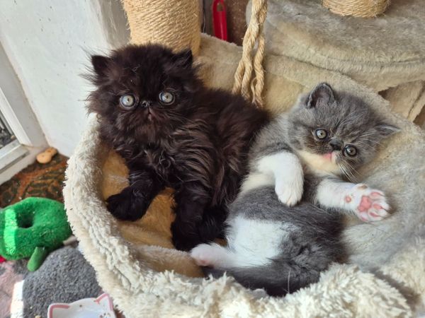Exotic short hair/persian kittens - Main image