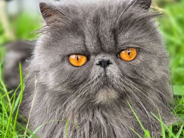 Exotic short hair/persian kittens - Main image