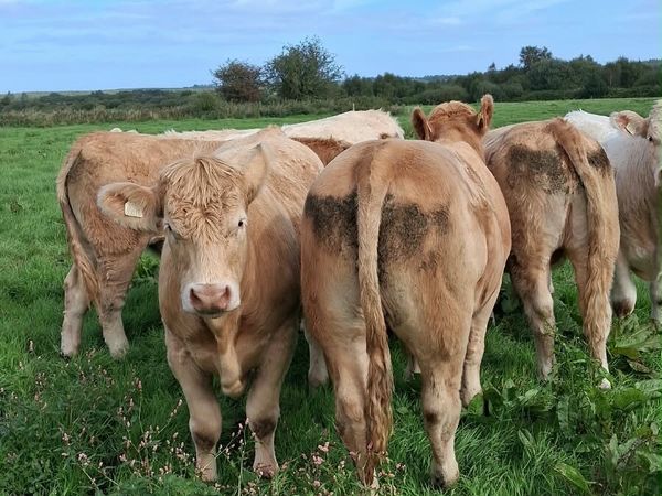 Chx Bullocks - Main image