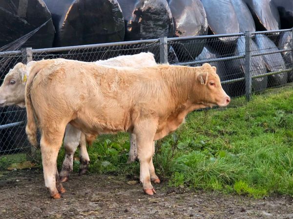 Hybrid bull weanling only young Quality weanling - Main image