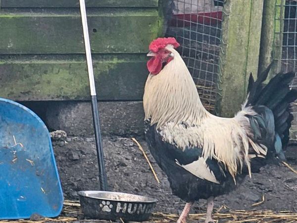 Roosters 🐓 Drakes 🦆🦆 - Main image