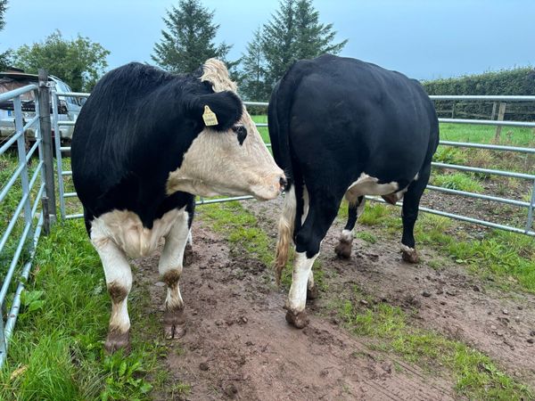 HEX Bullocks in Nenagh Mart Today! - Main image