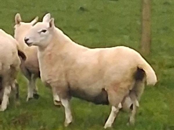 Cheviot hoggett rams. - Main image