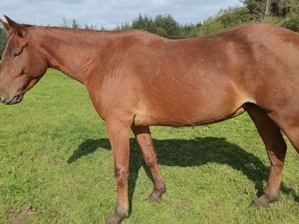 3 Yr old Black Hero x Touchdown Cloverhill - Main image