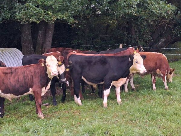 16 HEREFORD AND FRIESEN BULL WEANLINGS - Main image