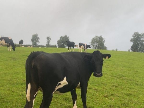 Incalf friesan heifers - Main image