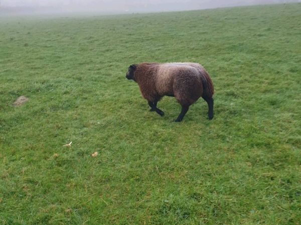 Grazing wanted - Main image