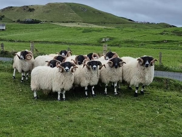 Blackface Year Old Rams - Main image