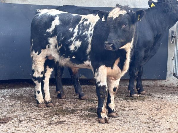 Two 470 kg bulls for sale - Main image