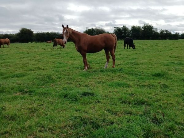 Horse - Main image