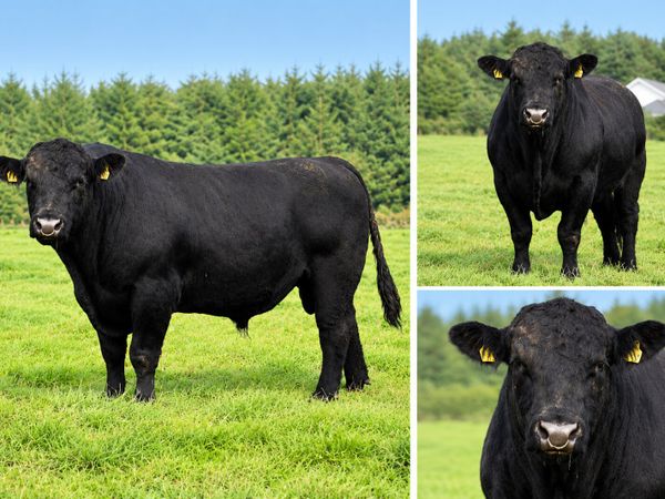 E.T. Angus bull - Main image
