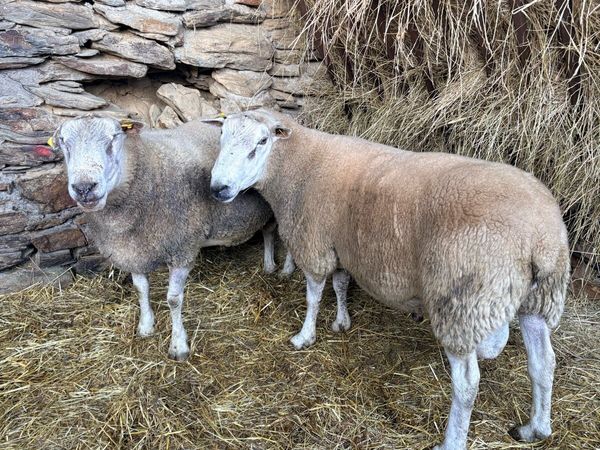 Belclare Rams - Main image