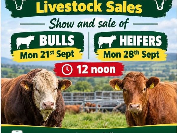 3 Wealing Show Heifiers at Manorhamilton Livestock - Main image