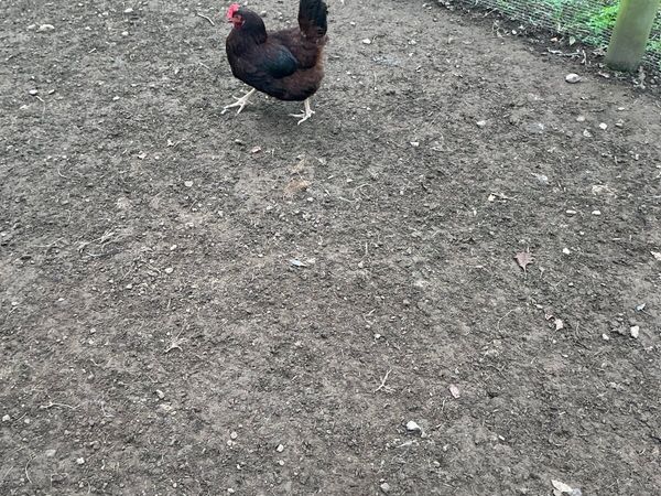Poultry - Main image