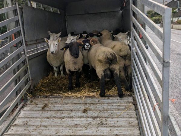 Rams for sale - Main image