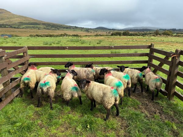 Organic lambs - Main image