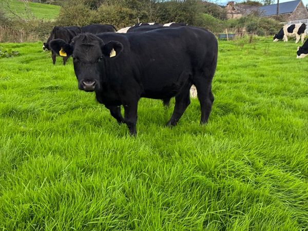 Bullocks For Sale - Main image