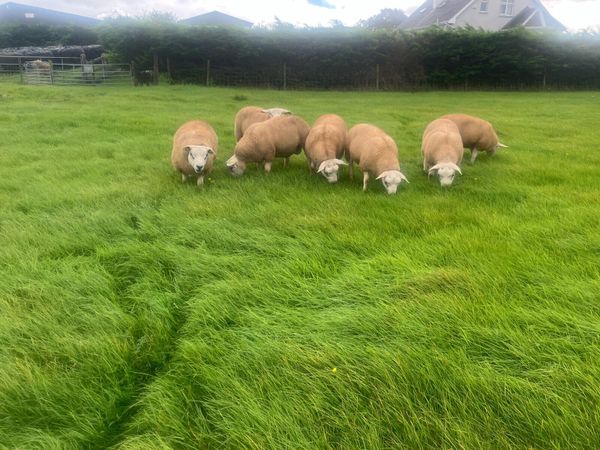 PBR Texel Rams - Main image