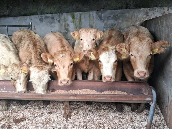 6 Quality Charolais Weanling Heifers - Main image