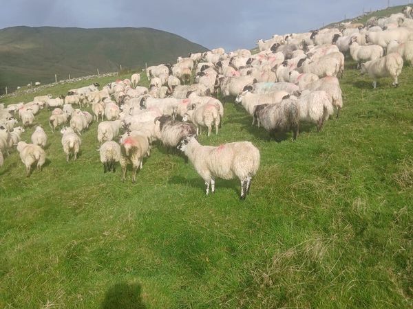 Store lambs for sale - Main image