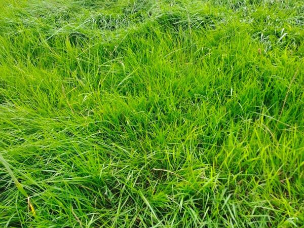 Silage - Main image