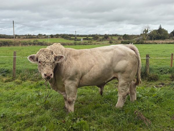 Charolais bull - Main image