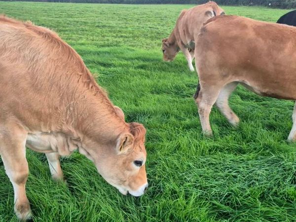 45 Heifers for sale - Main image