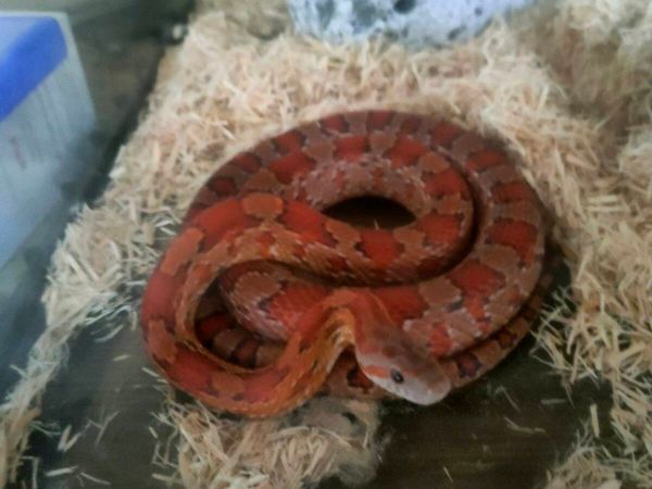Corn snake - Main image