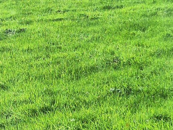bale silage - Main image