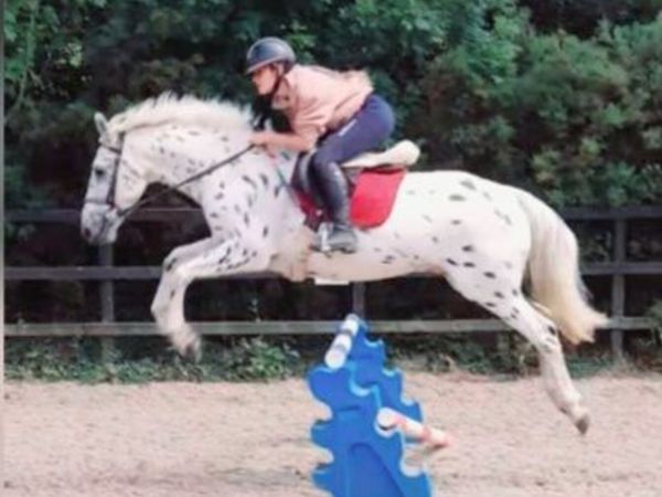 Horses & ponies available to lease - Main image