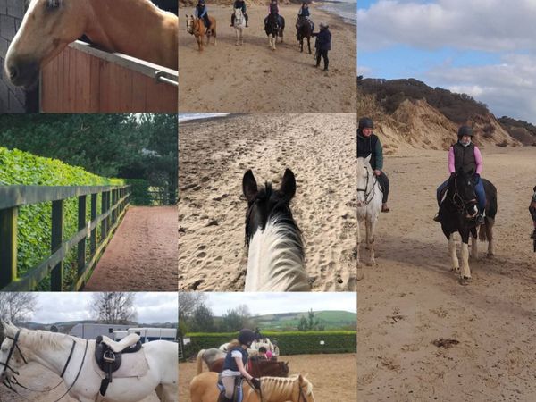 Pony livery available with tuition included. - Main image