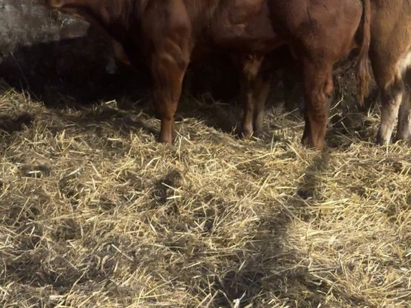 Super limousine weanling bull calf - Main image