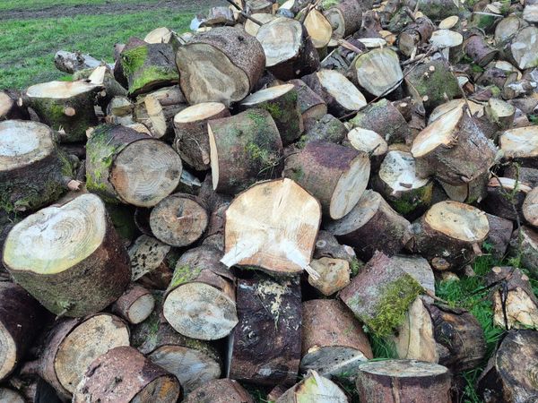 Fire wood - Main image