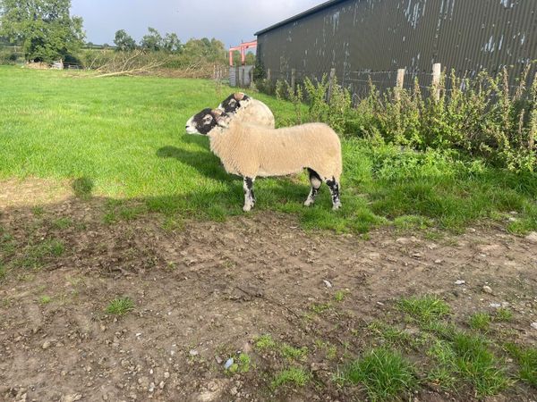 2 Swaledale Rams Pedigree Registered - Main image