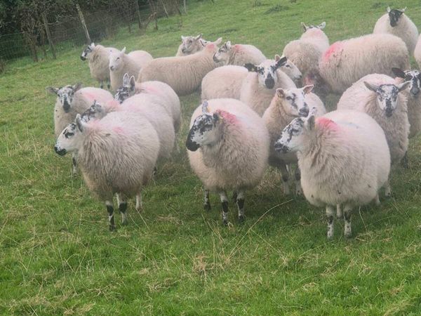 Ewe Lambs - Main image