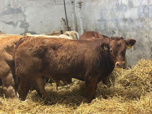 Suckler Bred CH & LIM Bull Weanlings - Main image