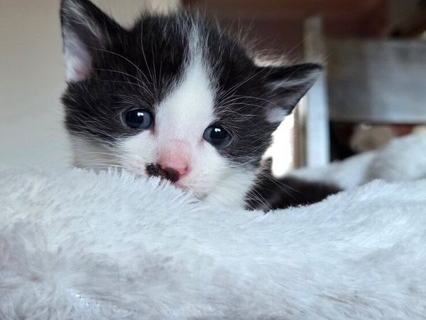 kitten - Main image