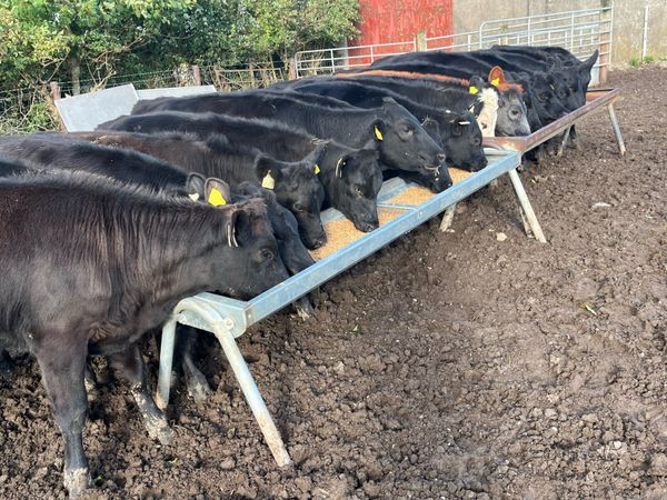 BUCKET FED HEIFER WEANLINGS - Main image